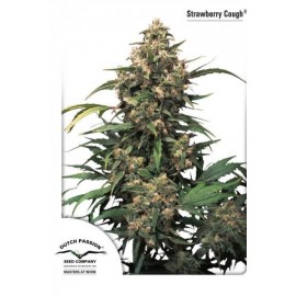 Semillas feminizadas Strawberry Cough