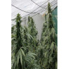 Number One SuperAuto (3 semillas + 1 gratis) de Flash Seeds