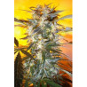 Nirvana Sky SuperAuto (3 semillas + 1 gratis) de Flash Seeds
