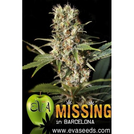 Missing en Barcelona de Eva Seeds
