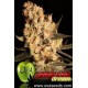 Jamaican Dream (3 semillas)