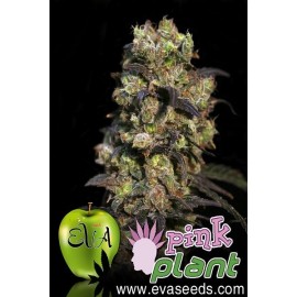 Pink Plant (3 semillas)