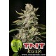 TNT Kush de Eva Seeds