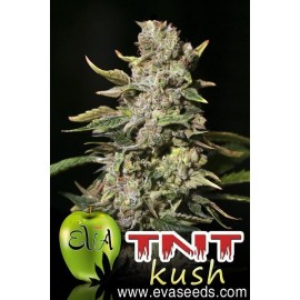 TNT Kush (3 semillas)