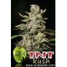 TNT Kush (3 semillas)