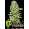 Veneno de Eva Female Seeds con el 20%