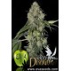 White Dragon de Eva Seeds