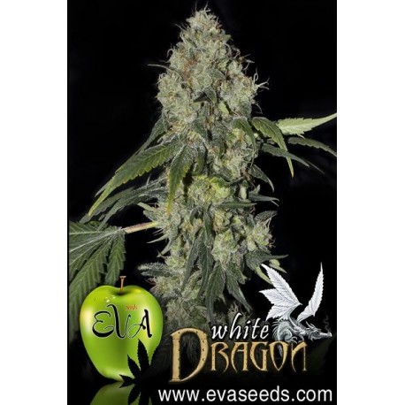 White Dragon de Eva Seeds