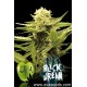 Black Dream (3 semillas)