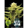 Black Dream de Eva Female Seeds con el 20%