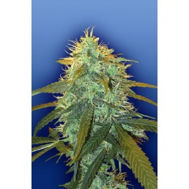 Skunk 1 (5 semillas) flying dutchmen