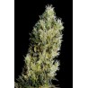 Amnesia Bilbo Auto