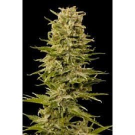 AK 47 Auto (5 semillas + 2 gratis)