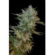 Semillas auto Haze Gom