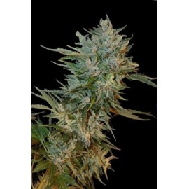 Semillas auto Haze Gom