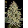 Big Bang Autoflowering