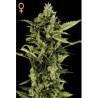 Auto Bomb autoflorecientes de Green House Auto Bomb autoflorecientes de Green House