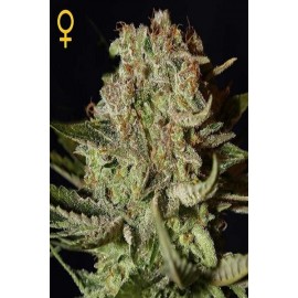 Super Bud Auto