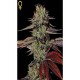 King Kush Auto