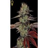 King Kush Auto
