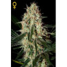 Arjans Haze 3 (5 semillas) feminizadas de Green House con el 20%