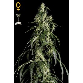 Semillas Arjans Haze 1 de Green House