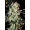 Arjans Strawberry Haze (5 semillas)