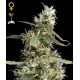 Arjans Ultra Haze 1 (5 semillas)