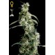 Arjans Ultra Haze 2 (5 semillas)