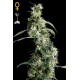 Semillas Ultra Haze 2 de Green House