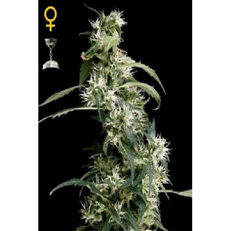 Semillas Ultra Haze 2 de Green House