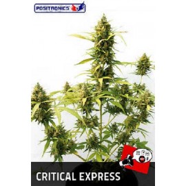 Critical Express