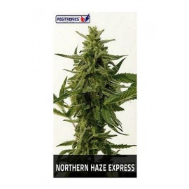 Northern Haze Express (5 semillas)