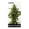 Northern Haze Express (5 semillas)