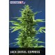 Jack Diesel Express (5 semillas)