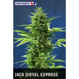 Jack Diesel Express (5 semillas)
