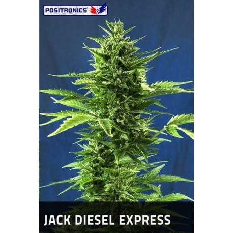 Jack Diesel Express (5 semillas)