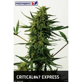 Critical 47 Express (5 semillas)
