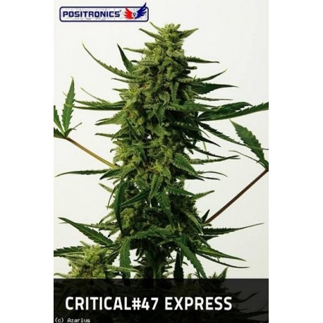 Critical 47 Express (5 semillas)