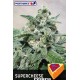 Super Cheese Express (5 semillas)