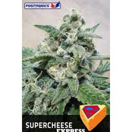 Super Cheese Express (5 semillas)