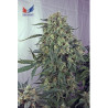Caramelice (3 semillas) feminizadas de Positronics Seeds