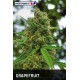 Semillas feminizadas Grapefruit