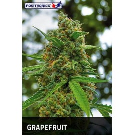 Grapefruit (5 semillas)