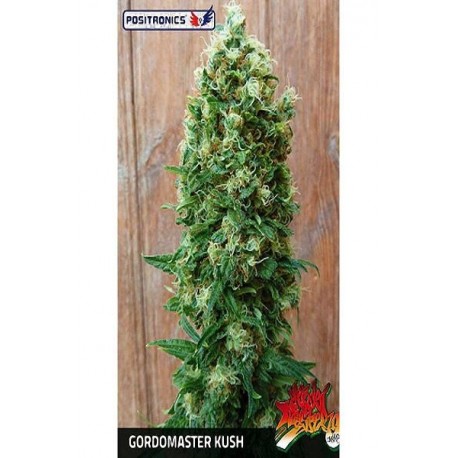 Gordo Master Kush (6 semillas + CD)