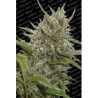 Auto Whiteberry (3 semillas) autoflorecientes de Paradise Seeds en...