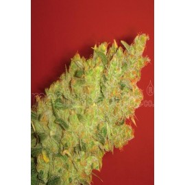 Semillas de marihuana Jack Lamota