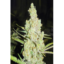 1024 (3 semillas) feminizadas de Medical seeds en Semillalandia.com 1024 (3 semillas) feminizadas de Medical seeds en Semillalandia.com