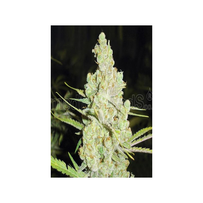 1024 (3 semillas) feminizadas de Medical seeds en Semillalandia.com