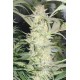 Semillas de maria White Widow